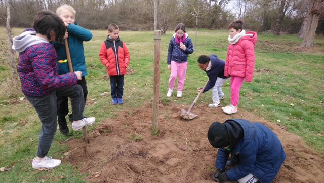 Les élèves de CM1 de l’école primaire ont planté des arbres sur le site du camping.