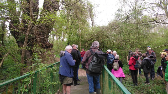 Découverte de la forêt alluviale de l’île à Gaston