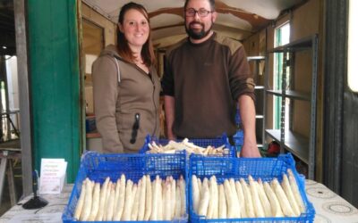 La saison des asperges a commencé chez les Suard à Chanoy