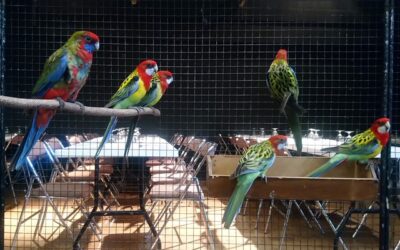 À la bourse aux oiseaux, une nuée de visiteurs dès le matin du dimanche 26 octobre