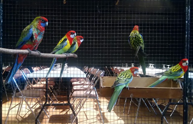 À la bourse aux oiseaux, une nuée de visiteurs dès le matin du dimanche 26 octobre