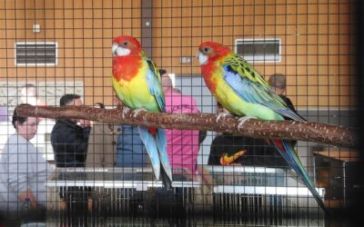 Cinq cents visiteurs à la bourse aux oiseaux