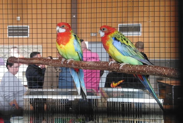 Cinq cents visiteurs à la bourse aux oiseaux