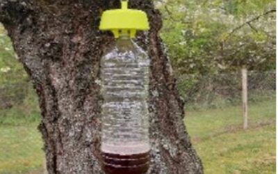 Les frelons asiatiques, comment s’en débarrasser ?