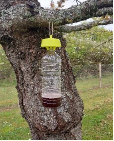 Les frelons asiatiques, comment s’en débarrasser ?