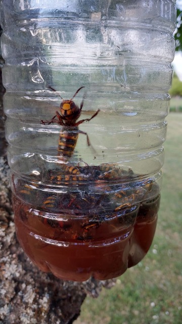 Les frelons asiatiques, comment s’en débarrasser ?